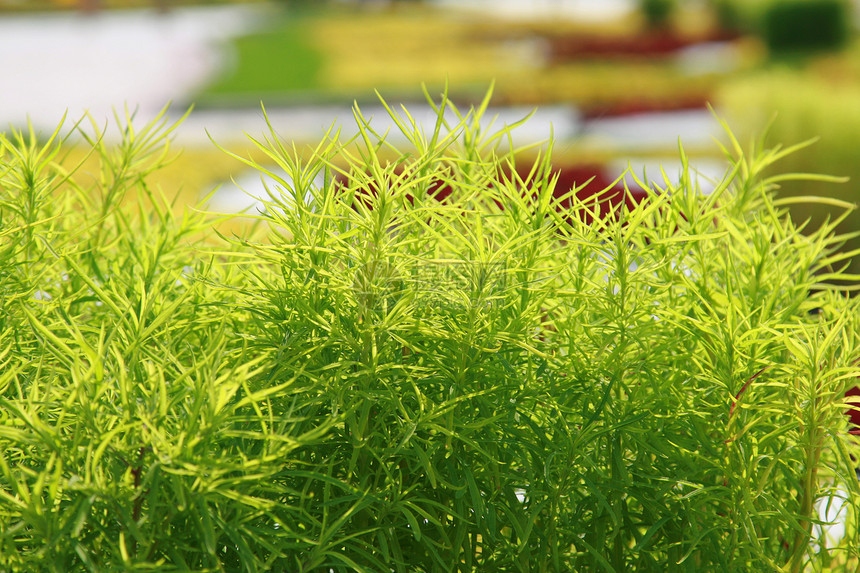 绿花瓣植物学草本植物绿色阳光草地医疗生物学叶子黄色药品图片