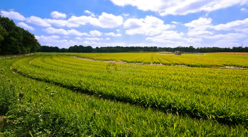 绿绿色农村景色场地乡村农田牧场植物草地国家蓝色农场空气图片