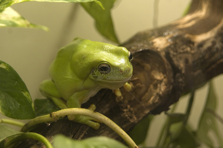 澳大利亚绿树青蛙蟾蜍眼睛绿色栖息地濒危树蛙图片