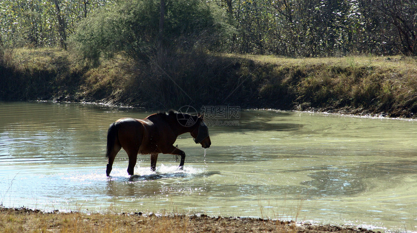 马在水中飘荡图片