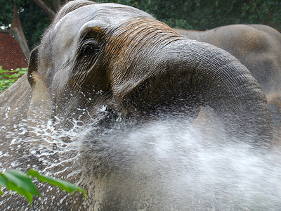 大象獠牙象牙灰色情调哺乳动物异国背景图片