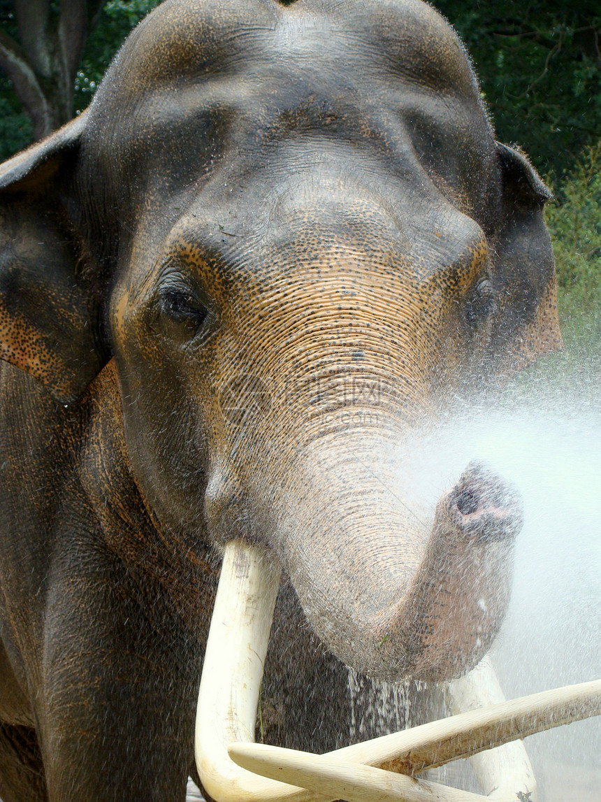 大象象牙异国灰色哺乳动物情调獠牙图片