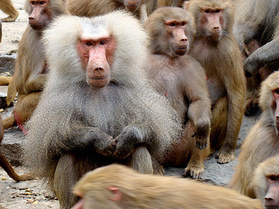 狒狒猴子哺乳动物动物灰色背景图片