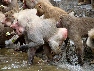狒狒动物哺乳动物灰色猴子背景图片