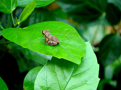 青蛙绿色叶子树叶背景图片