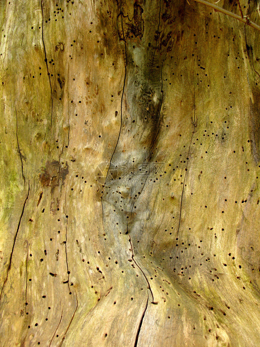 树树干花园树木森林木头细节图片