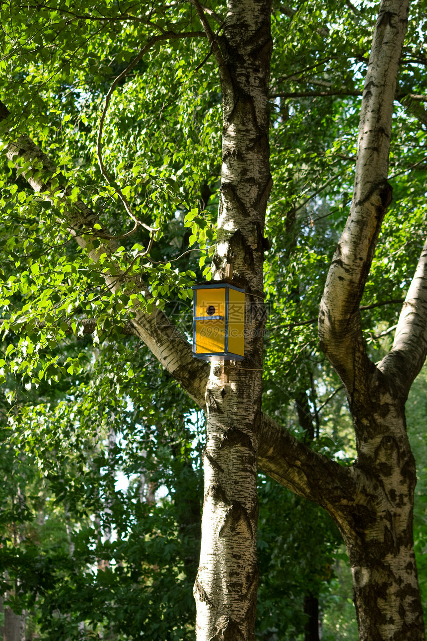 星环屋动物八哥绿色树干阳光房子野生动物黄色公园生活图片