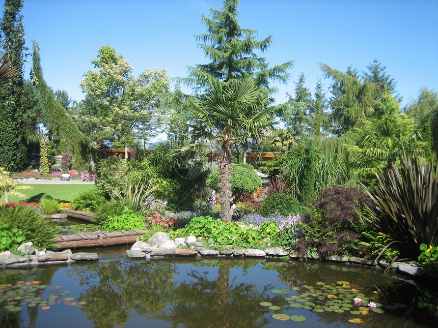 热带热带花园绿色两性蓝色花朵公园池塘生长植物树木环境图片