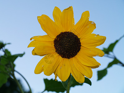 向日葵天空黄色花园太阳蓝色植物背景图片