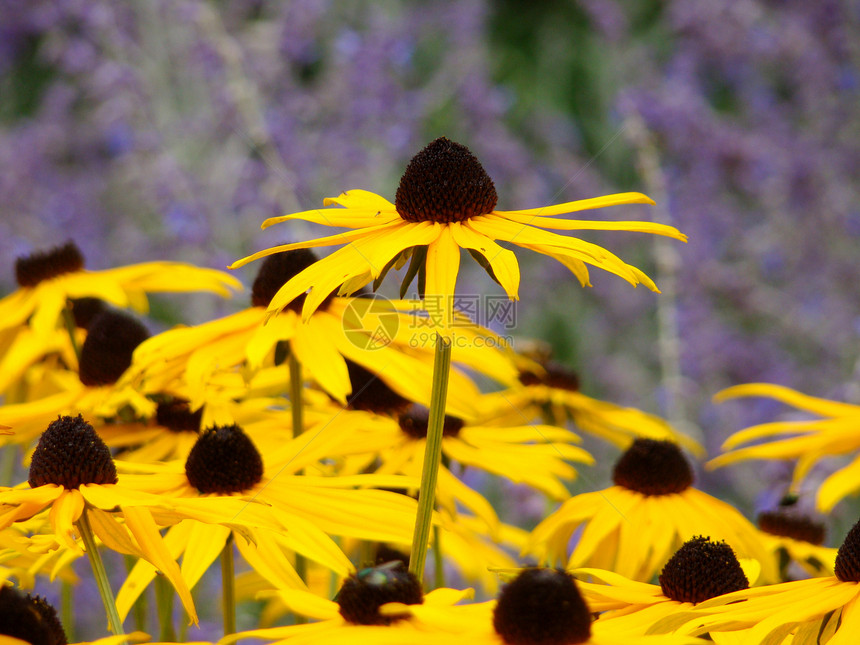 黄色花朵花园紫色图片