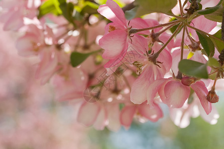 苹果树花叶子花朵植物季节果园树叶粉色植物学花瓣背景图片
