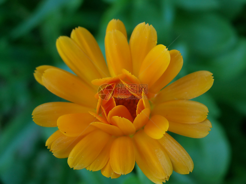 马里戈尔德 克利皮纳利斯草本植物草本花园植物向日葵植物群橙子金盏花图片