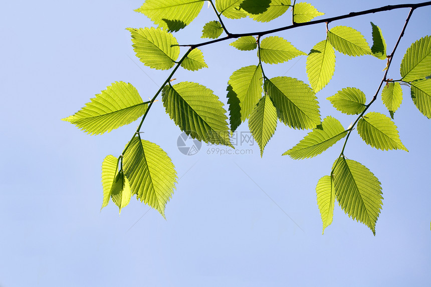 榆树叶季节植物学绿色宏观蓝色叶子天空静脉植物生长图片