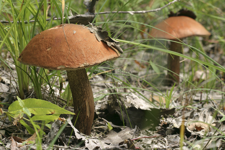 蘑菇生长菌类宏观森林美食植物叶子木头毒菌地面图片