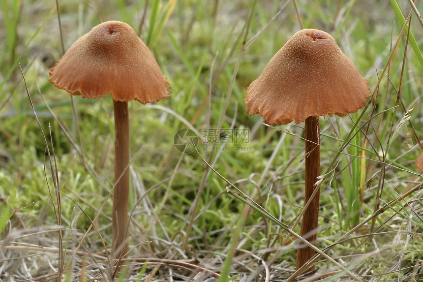 蘑菇生长木头食物物质孢子森林风景树木毒菌宏观图片
