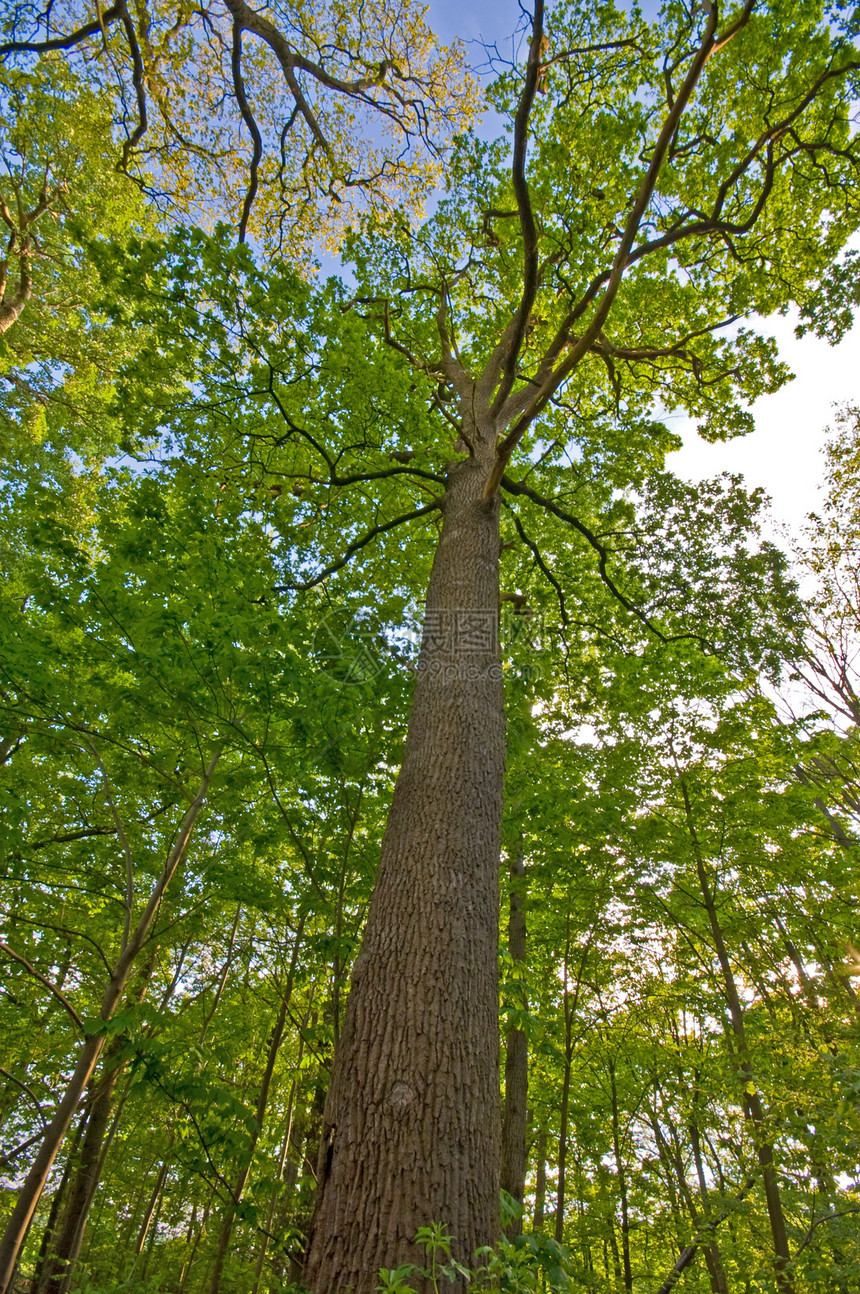从下面看树 树皮可见 漂亮的绿叶映衬着蓝天图片