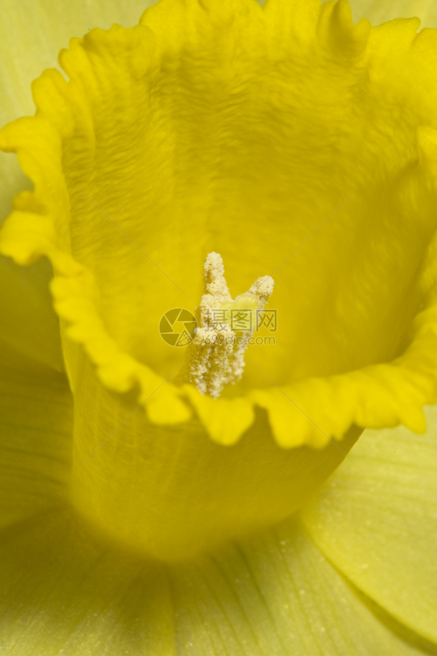达法迪尔宏观植物学园艺季节性花园黄色生长水仙季节植物群图片