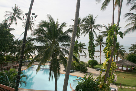 菲格登椰枣树和池子旅游水池情调旅行住宿热带天空棕榈椰子植物背景