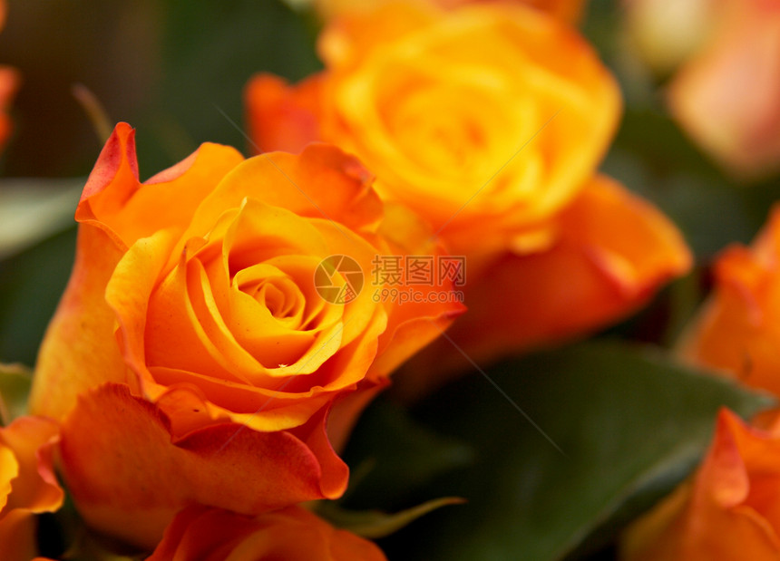 橙玫瑰背景花瓣团体植物群庆典花园橙子花束黄色玫瑰图片