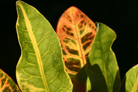 丰富多彩的热带植物详情植被水平树叶叶子背景图片