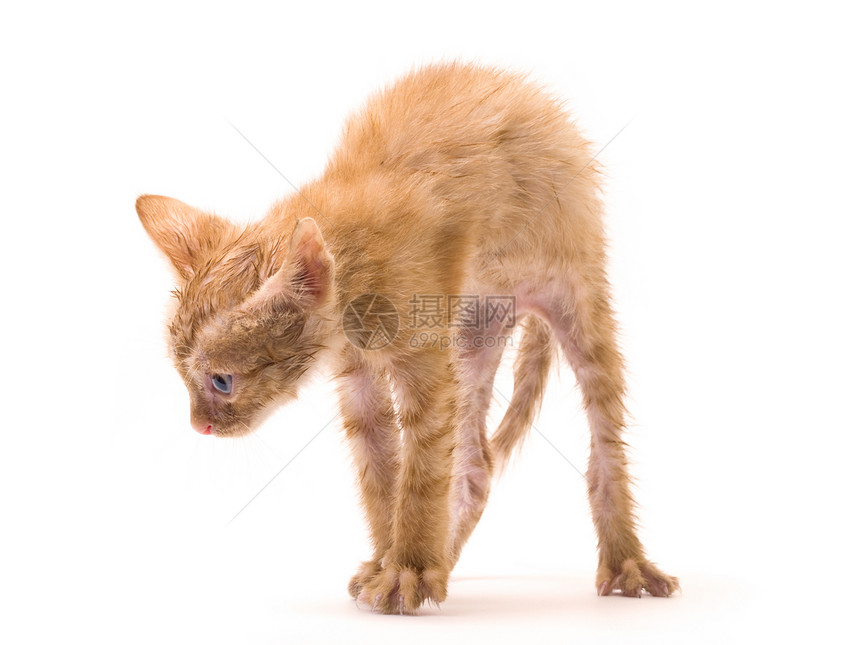 孤立小猫条纹白色棕色毛皮情感杂色图片
