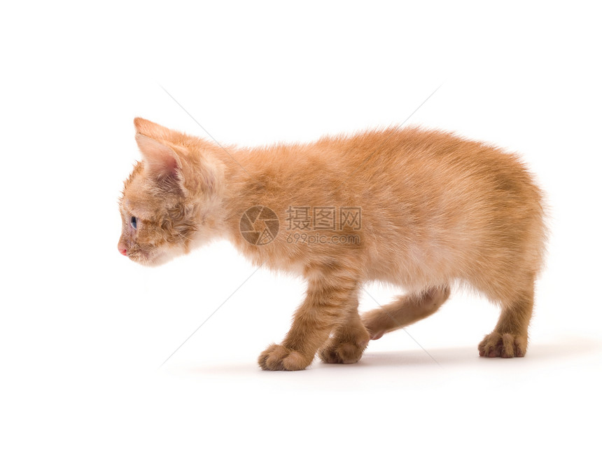 孤立小猫棕色条纹杂色白色爪子毛皮图片