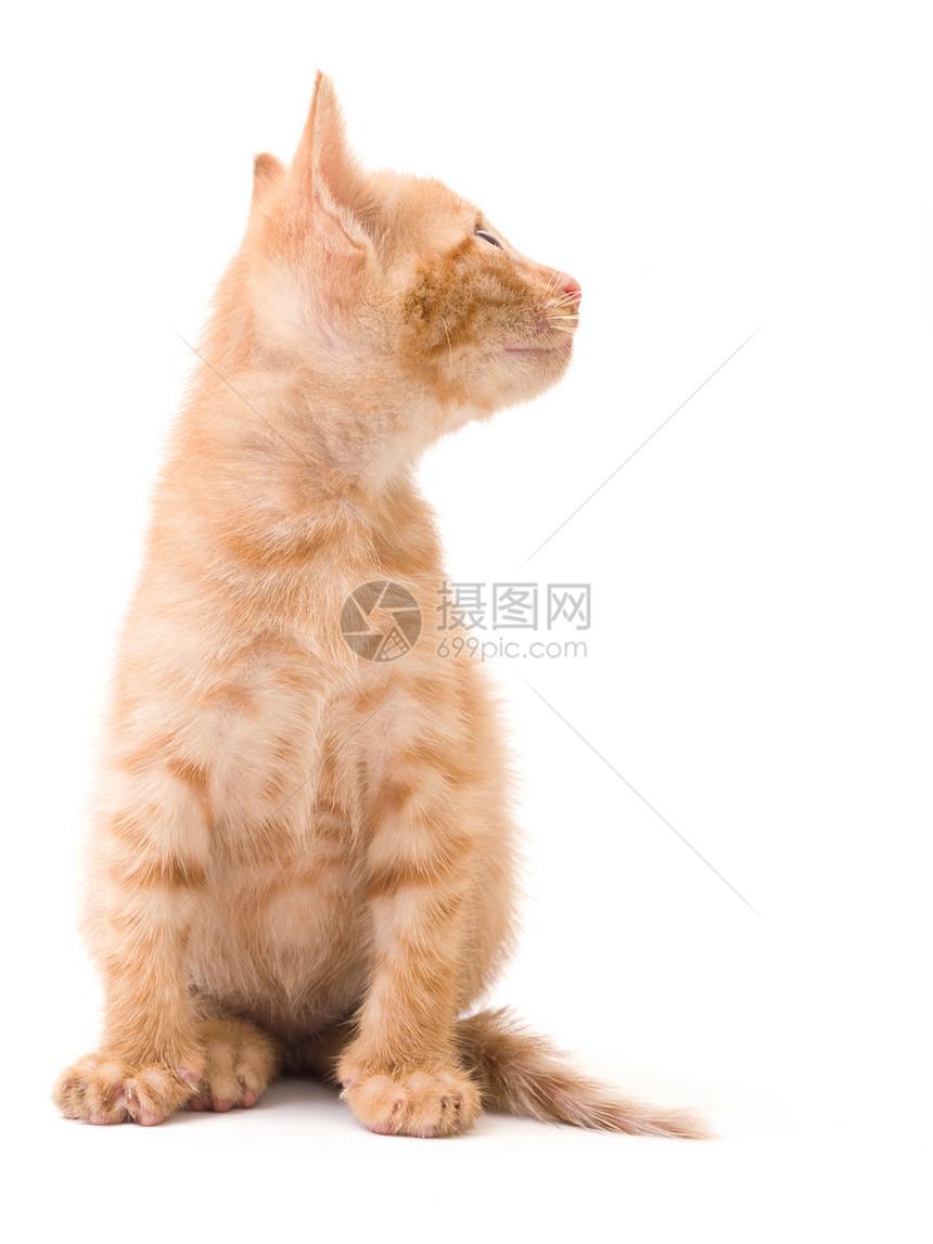 孤立小猫棕色杂色毛皮条纹白色图片