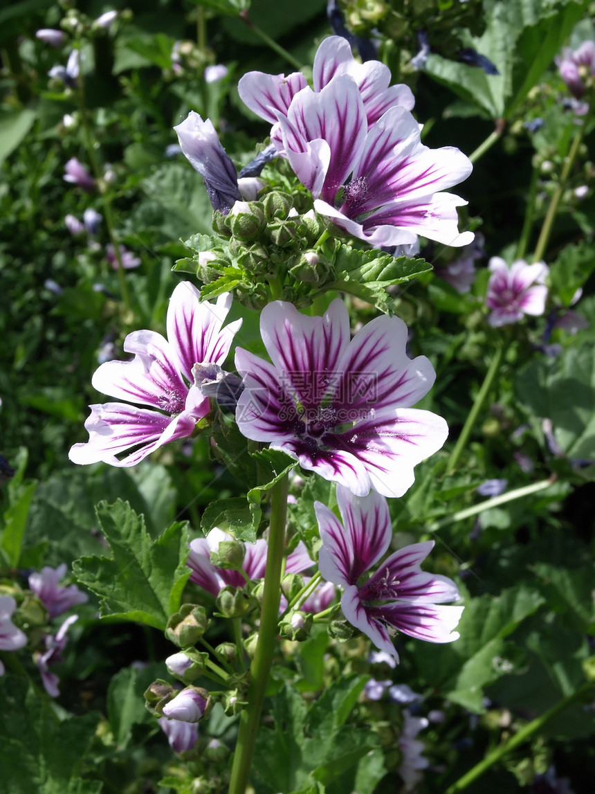 霍利霍克绿色紫色树叶叶子花园香味白色植物花瓣花朵图片