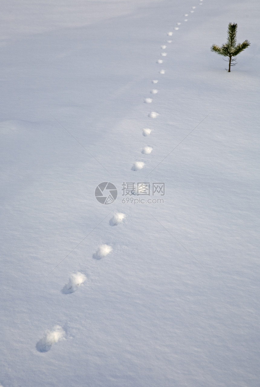 积雪中的痕迹图片