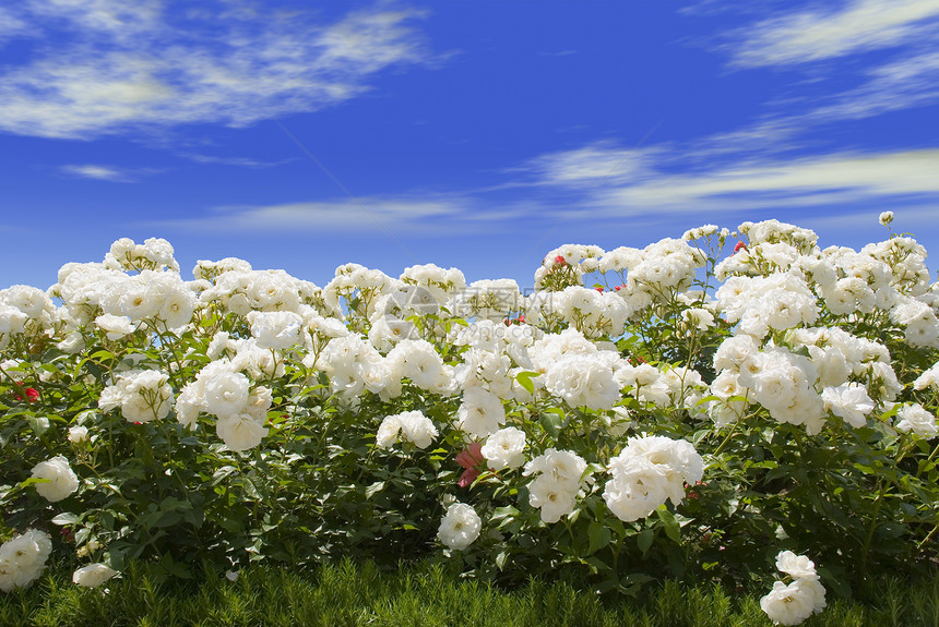 白玫瑰和蓝天空图片