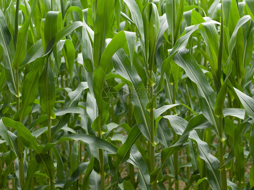夏季玉米作物草本植物生长谷物环境绿色农场乙醇收成植物食物图片