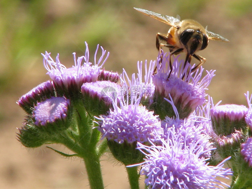 蜜蜂到鲜花宏观花朵蜂蜜昆虫场地花粉收集图片