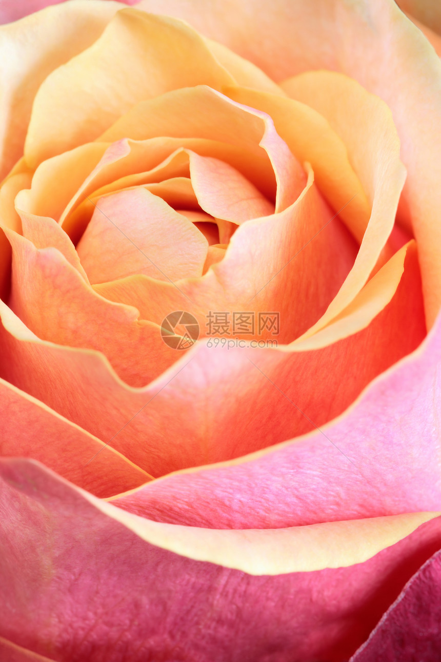 单橙色和粉红色玫瑰图片