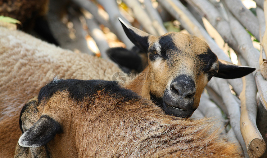 山羊农场动物群农村毛皮耳朵鼻子强光动物黑色眼睛图片