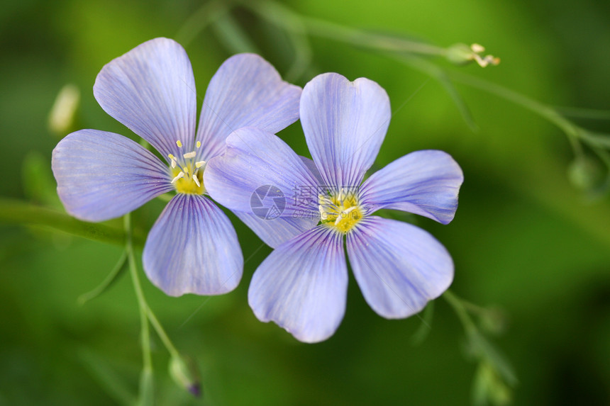 蓝麻亚麻园艺植物群花园花药绿色花朵蓝色花瓣野花图片