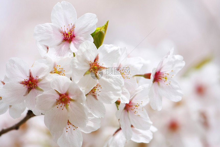 春樱桃花花朵园艺红色植物群白色粉色季节花瓣樱花公园图片