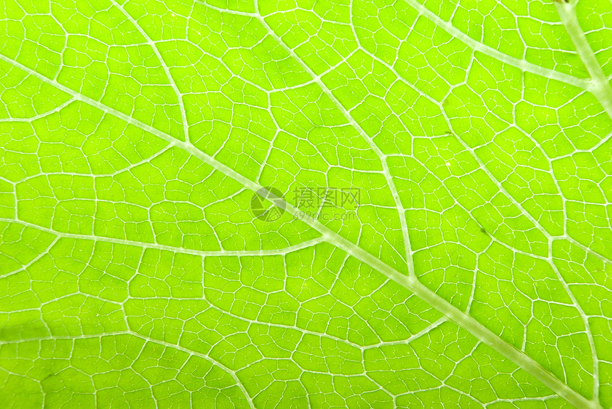 叶子的宏绿色草本植物生长网格床单生活波纹宏观植物花园图片