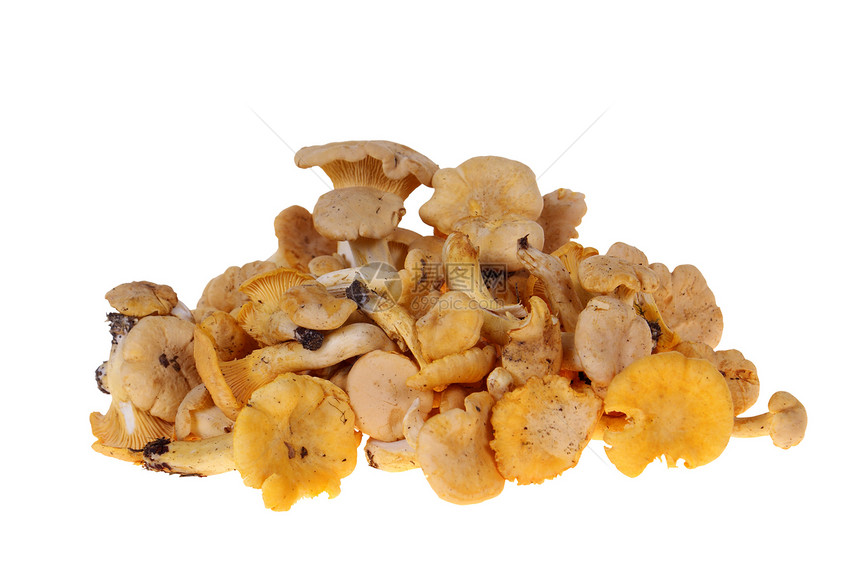 蘑菇黄色食物森林图片