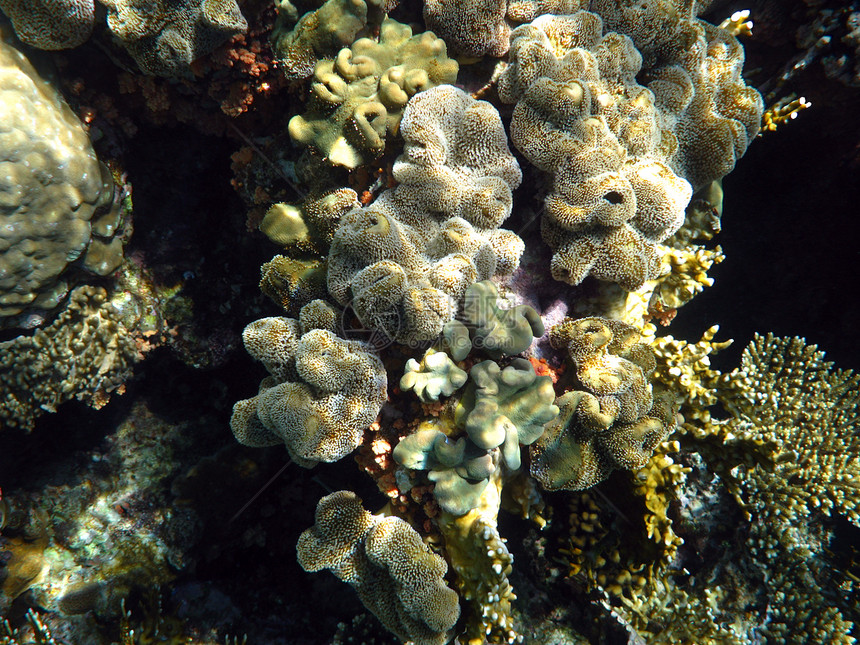 毛皮软珊瑚图片