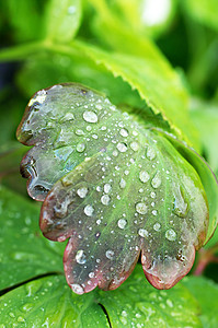 叶子上的水滴植物群飞沫植物绿色背景图片