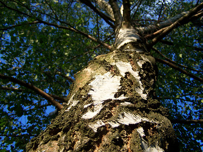树木头蓝色天空森林树干白色树叶背景图片