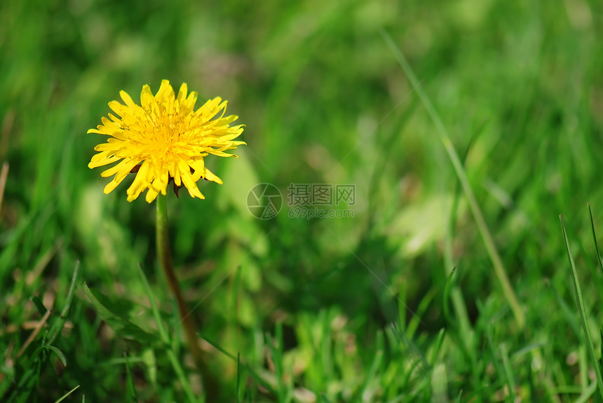 黄色花层晴天季节宏观植物群绿色草地花园场地植物美丽图片