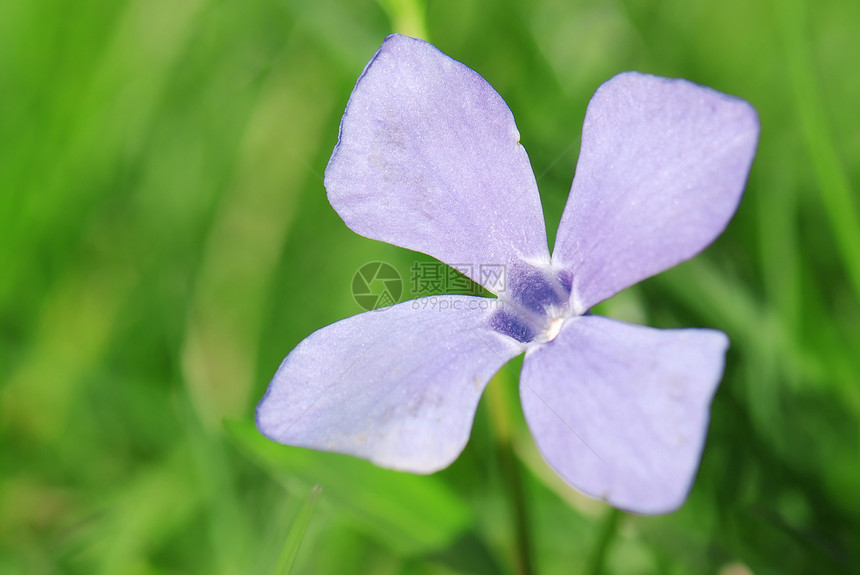 佩里温克季节荒野场地紫色蓝色植物农场环境植物群晴天图片