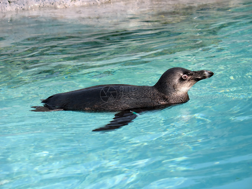 企鹅游泳黑色沿海国家公园笨蛋水族馆岩石白色燕尾海岸线图片