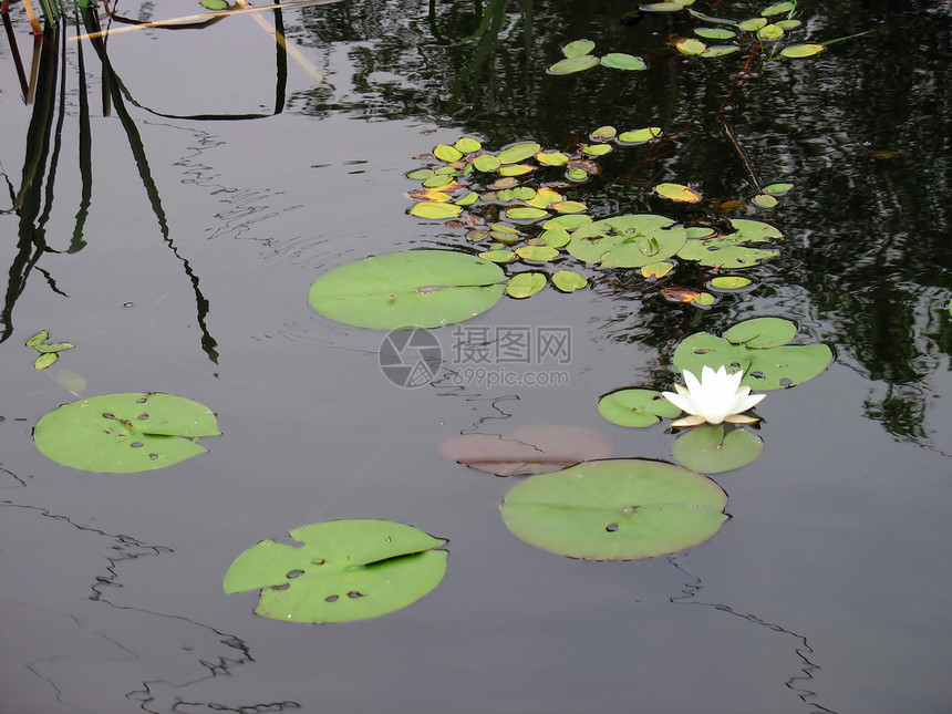 莲花花池塘叶子软垫昆虫绿色百合反思黄色涟漪金子图片