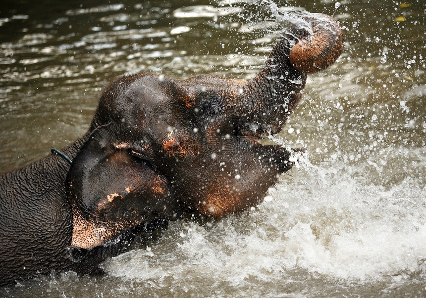水中的大象淬火哺乳动物荒野场地耳朵口渴栖息地树干灰尘动物群图片