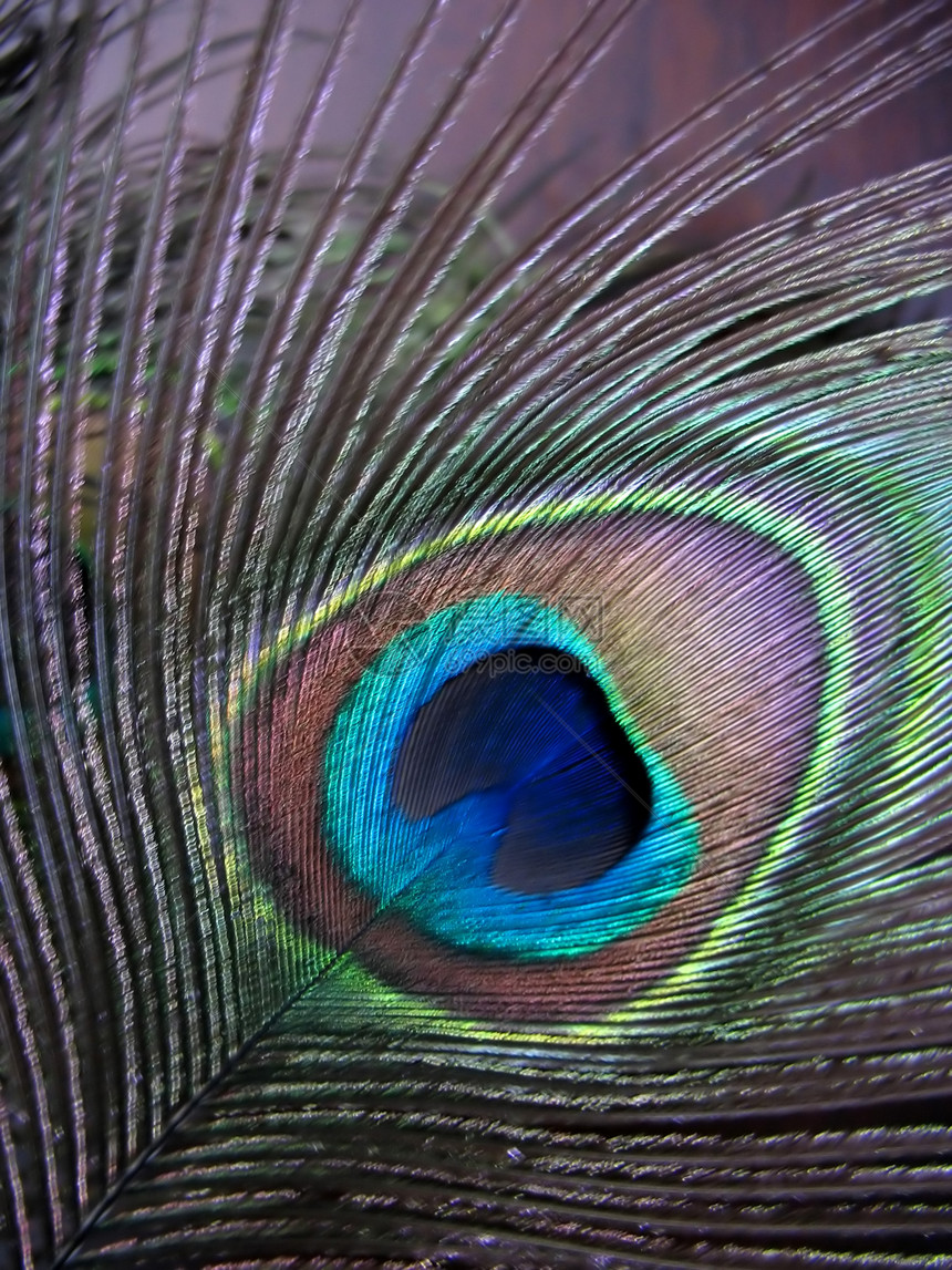 孔雀羽毛鸟类鸡冠花彩虹蓝色美丽活力男性宏观绿色靛青图片
