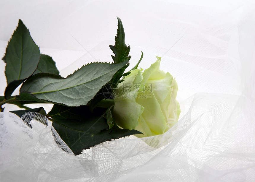 绿色玫瑰生日投标白色宏观植物群织物美丽婚礼花瓣图片