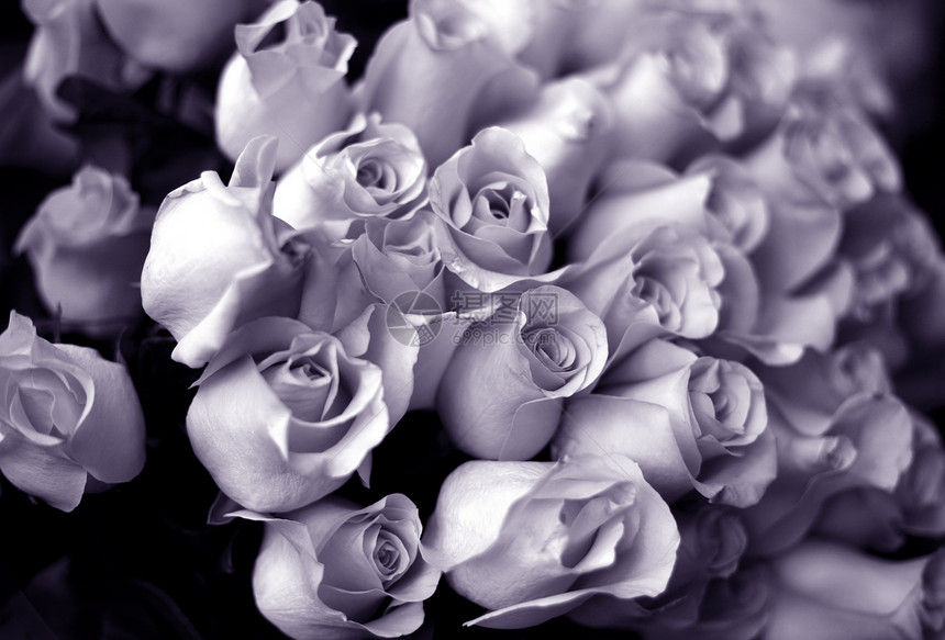 总括浪漫新娘玫瑰紫色铭文淋浴花束花朵粉色感激图片