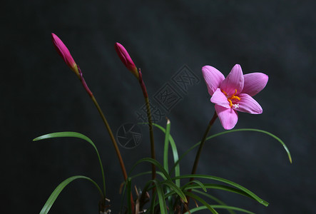 粉花花红色粉色植物花瓣大部分花粉雌蕊背景图片